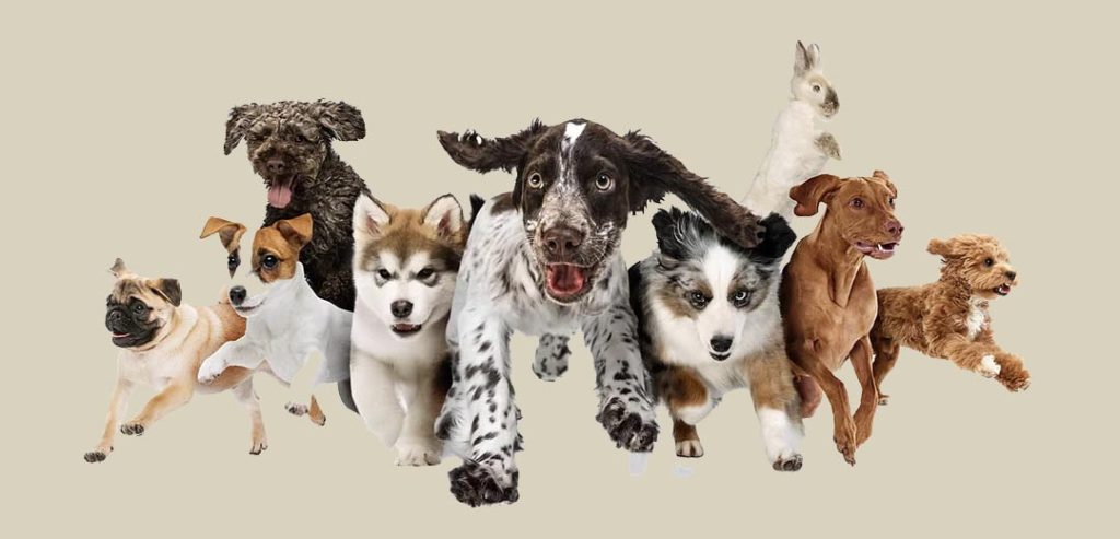 Dog boarding in Surprise, AZ / West Valley